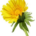 探索皇家平台注册的独特优势与用户体验 sgr4i